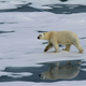 Illustration for article titled As Sea Ice Shrinks, Polar Bears Are Moving Farther North